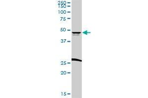 CD209 MaxPab rabbit polyclonal antibody. (DC-SIGN/CD209 Antikörper  (AA 1-404))