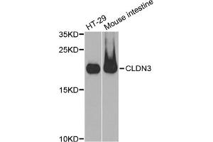 Western blot analysis of extracts of various cell lines, using CLDN3 antibody (ABIN5971516) at 1:400 dilution. (Claudin 3 Antikörper)