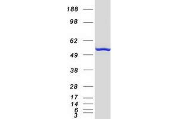 PRP19 Protein (Myc-DYKDDDDK Tag)