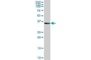 PURA monoclonal antibody (M05), clone 3A9. (PURA Antikörper  (AA 183-292))