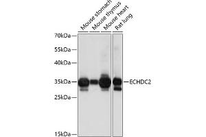 Western blot analysis of extracts of various cell lines, using ECHDC2 antibody (ABIN7266961) at 1:1000 dilution. (ECHDC2 Antikörper  (AA 1-292))