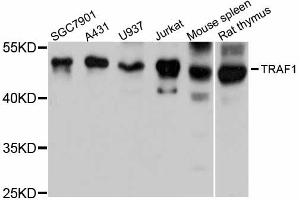 Western blot analysis of extracts of various cell lines, using TRAF1 antibody (ABIN5970024) at 1:3000 dilution. (TRAF1 Antikörper)
