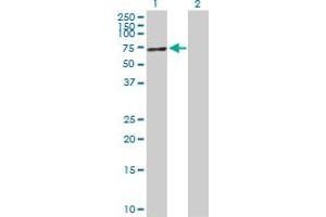 Western Blot analysis of TP53 expression in transfected 293T cell line by TP53 MaxPab polyclonal antibody. (p53 Antikörper  (AA 1-393))