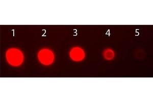 Dot Blot of Rabbit IgG Fab2 Antibody Fluorescein Conjugated. (Ziege anti-Kaninchen IgG (F(ab')2 Region) Antikörper (FITC) - Preadsorbed)