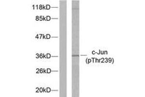 Western Blotting (WB) image for anti-Jun Proto-Oncogene (JUN) (pThr239) antibody (ABIN2888454) (C-JUN Antikörper  (pThr239))