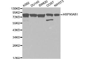 Western blot analysis of extracts of various cell lines, using HSP90AB1 antibody (ABIN5970445) at 1/1000 dilution. (HSP90AB1 Antikörper)