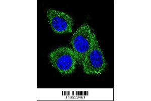 Confocal immunofluorescent analysis of GCDFP-15 Antibody with MDA-MB231 cell followed by Alexa Fluor 488-conjugated goat anti-rabbit lgG (green). (PIP Antikörper  (C-Term))