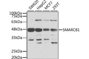 Western blot analysis of extracts of various cell lines, using SMARCB1 antibody. (SMARCB1 Antikörper)