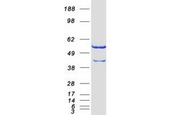 CAP1 Protein (Transcript Variant 1) (Myc-DYKDDDDK Tag)