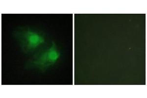 Immunofluorescence (IF) image for anti-LIM Domain Kinase 2 (LIMK2) (Internal Region) antibody (ABIN1849457) (LIMK2 Antikörper  (Internal Region))