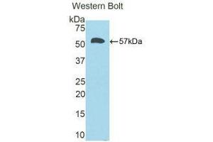 Western Blotting (WB) image for anti-Calbindin (CALB1) (AA 3-261) antibody (ABIN1858220) (CALB1 Antikörper  (AA 3-261))