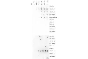 Dot Blot (DB) image for anti-Histone Cluster 1, H3a (HIST1H3A) (H3K27me) antibody (ABIN6655652)