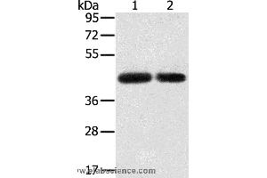 Western blot analysis of PC3 and hepg2 cell, using SLC16A3 Polyclonal Antibody at dilution of 1:200 (SLC16A3 Antikörper)