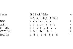 strain distribution (MHC Class II I-Ap Antikörper (FITC))