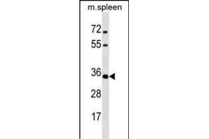 MSX1 Antibody (Center) (ABIN1537757 and ABIN2838265) western blot analysis in mouse spleen tissue lysates (35 μg/lane). (MSX1 Antikörper  (AA 111-138))