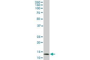 Western Blotting (WB) image for anti-Mitochondrial Import Receptor Subunit TOM20 homolog (TOMM20) (AA 1-145) antibody (ABIN564225)