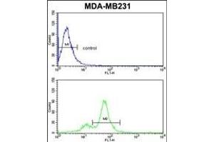 CYP2A13 Antibody (C-term) (ABIN652591 and ABIN2842396) flow cytometric analysis of MDA-M cells (bottom histogram) compared to a negative control cell (top histogram). (CYP2A13 Antikörper  (C-Term))
