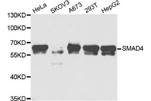 Western blot analysis of extracts of various cell lines, using SMAD4 antibody (ABIN5973302) at 1/1000 dilution. (SMAD4 Antikörper)