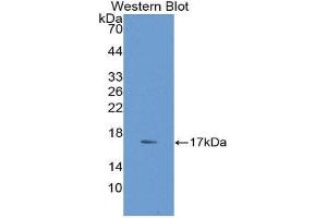 Western Blotting (WB) image for anti-Adiponectin (ADIPOQ) (AA 108-244) antibody (ABIN1077752) (ADIPOQ Antikörper  (AA 108-244))