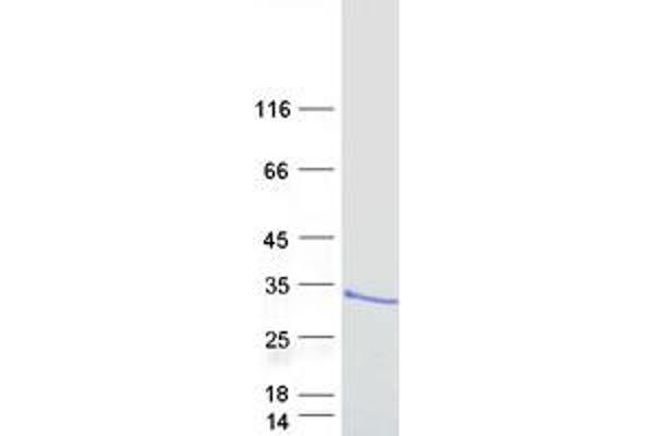 ARL14 Protein (Myc-DYKDDDDK Tag)