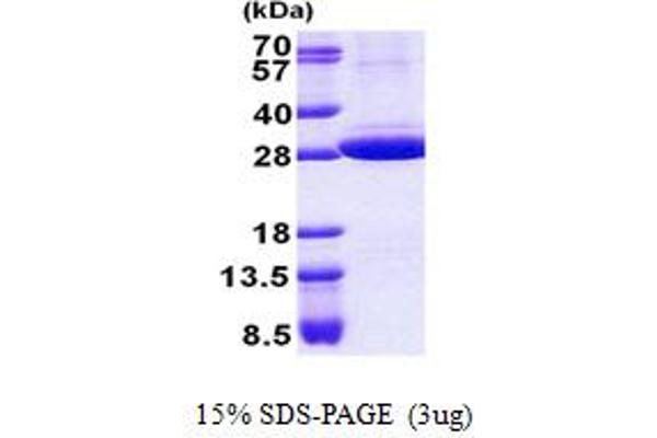 Stomatin Protein (STOM) (AA 55-288) (His tag)