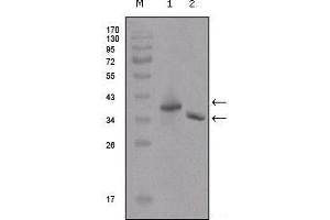 Western Blot showing DYKDDDDK antibody used against two different fusion protein (1), (2) with DYKDDDDK tag. (DYKDDDDK Tag Antikörper)