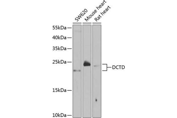 DCMP Deaminase (DCTD) (AA 1-178) Antikörper