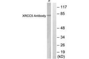 Western Blotting (WB) image for anti-X-Ray Repair Complementing Defective Repair in Chinese Hamster Cells 5 (Double-Strand-Break Rejoining) (XRCC5) (AA 683-732) antibody (ABIN2889296) (XRCC5 Antikörper  (AA 683-732))