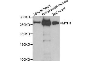 Western blot analysis of extracts of various cell lines, using MYH1 antibody. (MYH1 Antikörper)