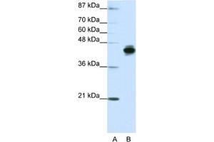 Western Blotting (WB) image for anti-Keratin 18 (KRT18) antibody (ABIN2462047) (Cytokeratin 18 Antikörper)