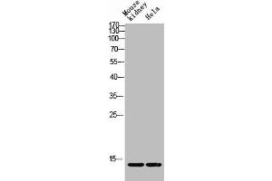 Western blot analysis of Mouse-kidney HELA lysis using Acetyl-Histone H4 (K12) antibody. (HIST1H4A Antikörper  (acLys12))