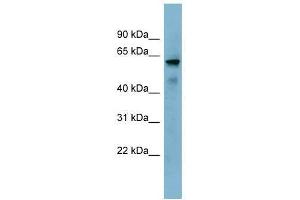 KIAA1627 antibody used at 0. (KIAA1627 Antikörper  (N-Term))