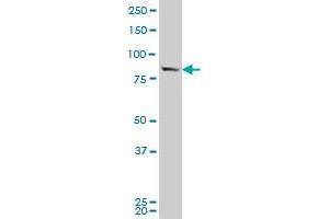 SP1 monoclonal antibody (M09), clone 3H7 Western Blot analysis of SP1 expression in HeLa (SP1 Antikörper  (AA 522-618))