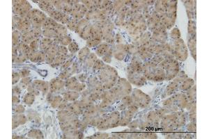 Immunoperoxidase of monoclonal antibody to NEUROD1 on formalin-fixed paraffin-embedded human pancreas. (NEUROD1 Antikörper  (AA 201-300))