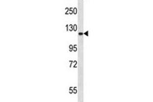 Epha2 antibody western blot analysis in mouse lung tissue lysate. (EPH Receptor A2 Antikörper  (AA 296-323))