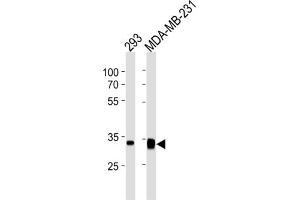 Western Blotting (WB) image for anti-Golgi phosphoprotein 3 (Coat-Protein) (GOLPH3) antibody (ABIN3004700) (GOLPH3 Antikörper)