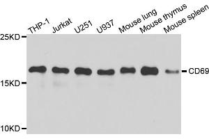 Western blot analysis of extracts of various cell lines, using CD69 antibody (ABIN5971077) at 1/1000 dilution. (CD69 Antikörper)
