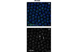 Immunofluorescence (Paraffin-embedded Sections) (IF (p)) image for anti-HIS2AV (pSer137) antibody (ABIN129671)