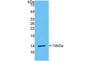 Detection of Recombinant IL8, Ovine using Polyclonal Antibody to Interleukin 8 (IL8) (IL-8 Antikörper  (AA 23-101))