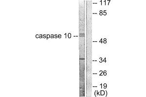 Western Blotting (WB) image for anti-Caspase 10, Apoptosis-Related Cysteine Peptidase (CASP10) (C-Term) antibody (ABIN1848443) (Caspase 10 Antikörper  (C-Term))