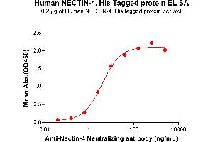ELISA plate pre-coated by 2 μg/mL (100 μL/well) Human NECTIN-4 Protein, His Tag (ABIN6964194, ABIN7042647 and ABIN7042648) can bind Anti-Nectin-4 Neutralizing antibody ABIN7477991 and ABIN7490922 in a linear range of 0. (PVRL4 Protein (AA 32-349) (His tag))
