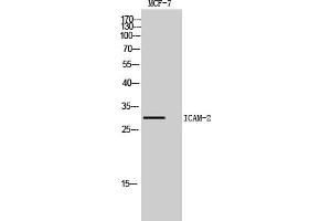 Western Blot analysis of MCF7, HepG2 cells using ICAM-2 Polyclonal Antibody. (ICAM2 Antikörper  (Internal Region))