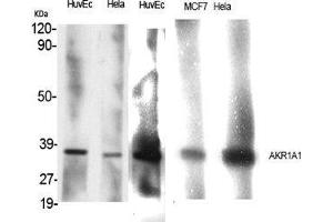 Western Blot (WB) analysis of specific cells using AKR1A1 Polyclonal Antibody. (AKR1A1 Antikörper  (C-Term))