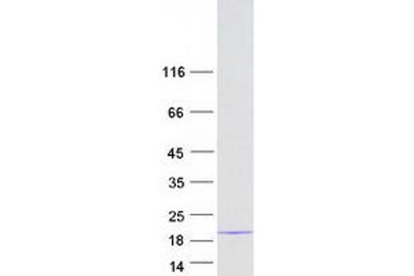 MRPS17 Protein (Myc-DYKDDDDK Tag)