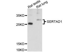 Western blot analysis of extracts of various cell lines, using SERTAD1 antibody (ABIN5996652) at 1:3000 dilution. (SERTAD1 Antikörper)