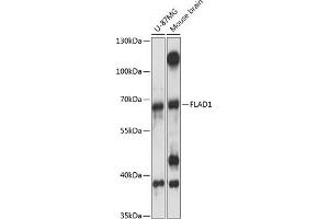 Western blot analysis of extracts of various cell lines, using FL antibody (ABIN7267098) at 1:3000 dilution. (FAD Synthetase Antikörper  (AA 388-587))