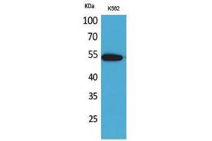 Western Blotting (WB) image for anti-Sialic Acid Binding Ig-Like Lectin 9 (SIGLEC9) (Internal Region) antibody (ABIN6285173) (SIGLEC9 Antikörper  (Internal Region))