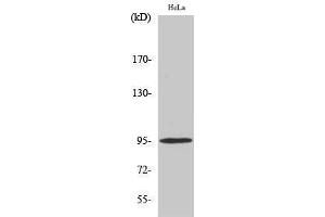 Western Blotting (WB) image for anti-GR (pSer211) antibody (ABIN3173203) (GR (pSer211) Antikörper)