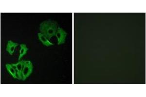 Immunofluorescence (IF) image for anti-MAP-Kinase Activating Death Domain (MADD) (AA 751-800) antibody (ABIN2889697) (MADD Antikörper  (AA 751-800))