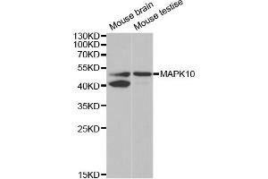 Western blot analysis of extracts of various cell lines, using MAPK10 antibody. (MAPK10 Antikörper)